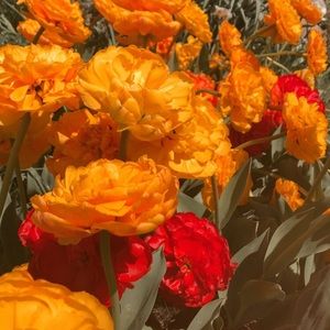 Meet your Posher, Bella